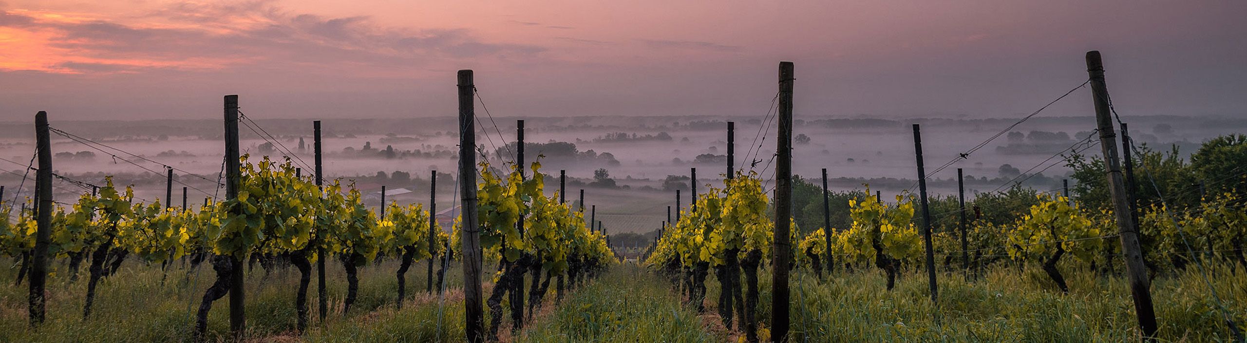 Bild von einer Weingut Plantage